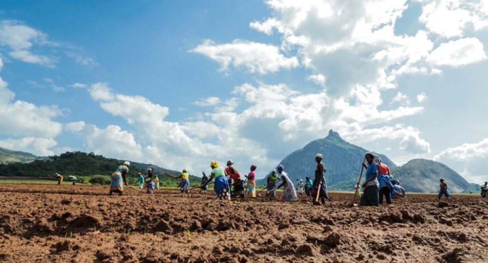 Crédito ao sector agrário mantém-se insignificante
