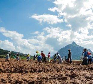 Crédito ao sector agrário mantém-se insignificante