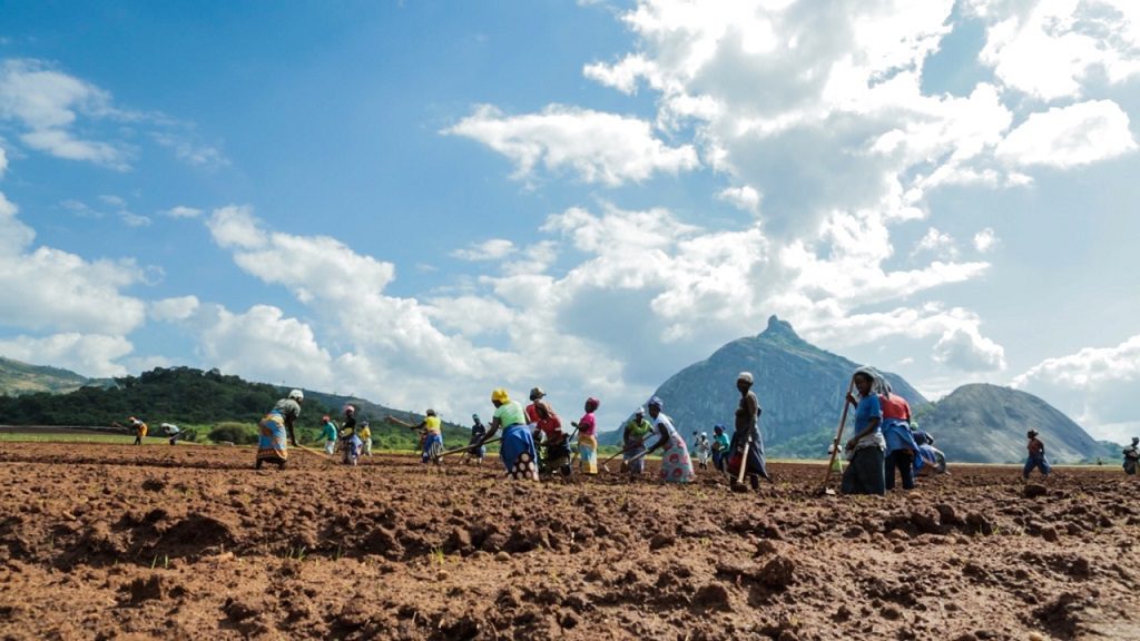 Crédito ao sector agrário mantém-se insignificante