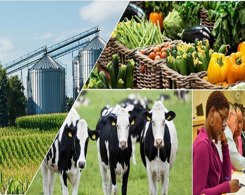 Pelouro de agronegócio quer reduzir a dependência do exterior