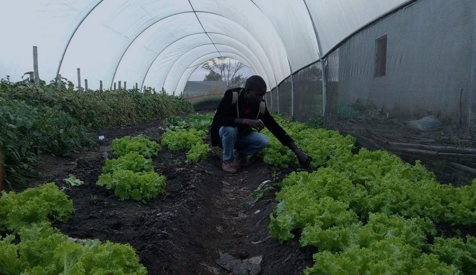 Beneficiários da assistência da Gapi relançam economias locais