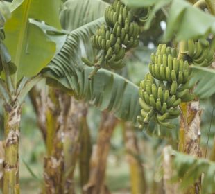Produção e exportação de banana reforçada com investimento em uma nova unidade com capacidade de 50 mil toneladas