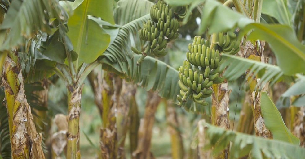 Produção e exportação de banana reforçada com investimento em uma nova unidade com capacidade de 50 mil toneladas