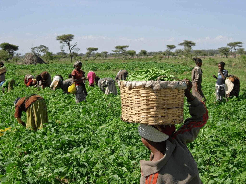 <strong>Dakar acolhe segunda cimeira internacional sobre a produção alimentar em África</strong>