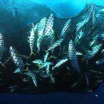 Nacala vai exportar atum