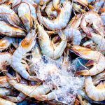 Interditada pesca de camarão durante quatro meses