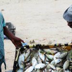 Pescas renderam US$ 45 milhões nos últimos nove meses