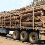 Estado perde 700 milhões de dólares por ano devido ao contrabando de madeira