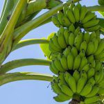 Exportação de banana de Moçambique em mínimos de mais de seis anos
