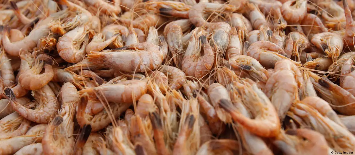 Pecuánova desmente saída de Moçambique e aponta crise estrutural da pesca de camarão