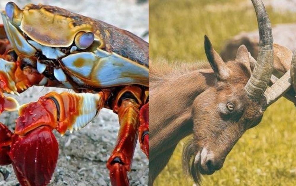 Agenda 2025 Termina Entre o “Cabrito” e o “Caranguejo”, Com 43 Pontos em 100