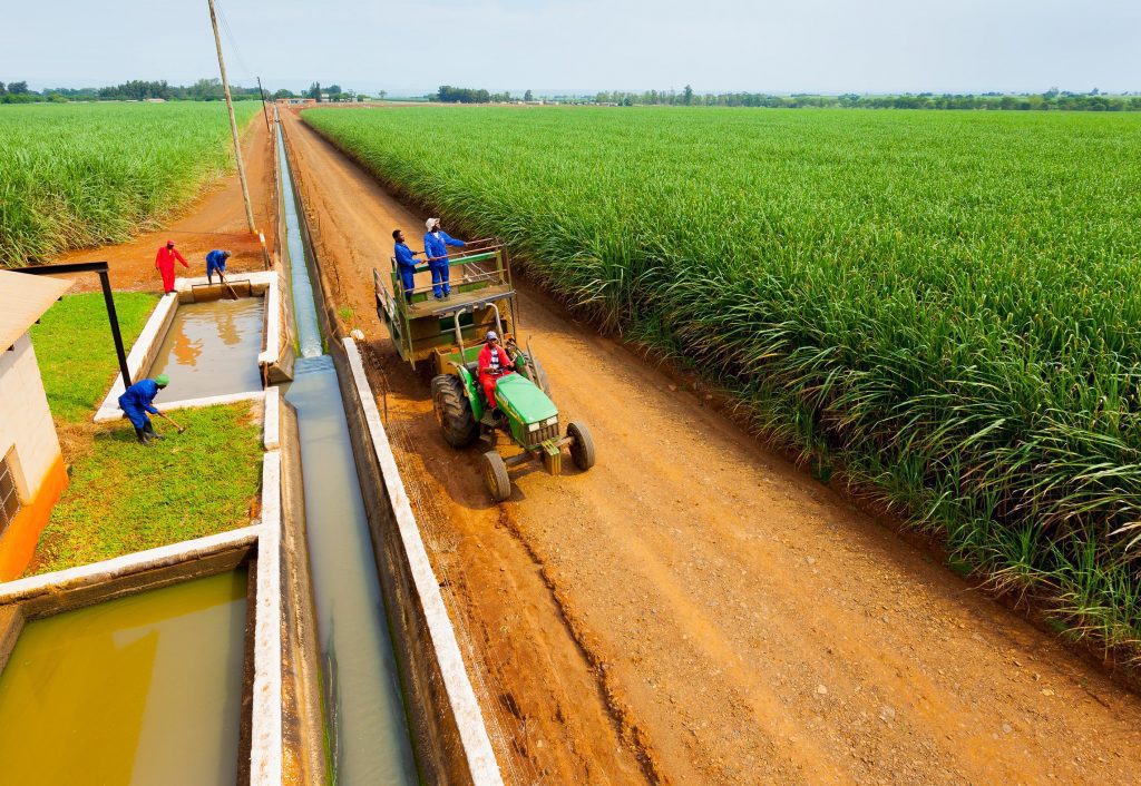 Liberalização da Venda de Açúcar Desmonta Modelo Centralizado e Abre Nova Disputa Pelo Mercado