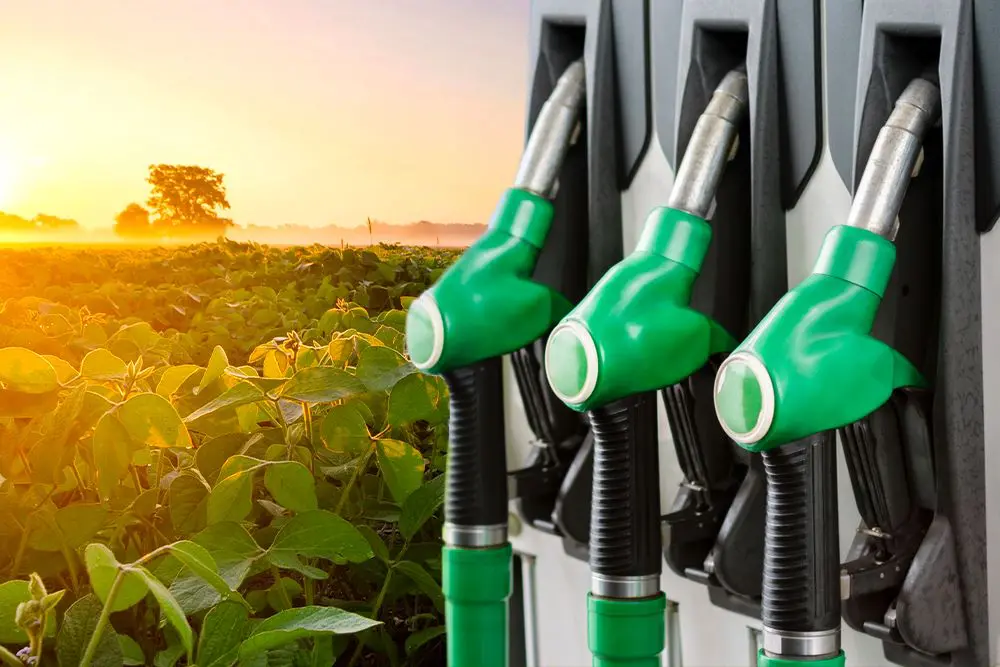 Biocombustíveis Podem Crescer 68% Até 2030 E Exigir Mais 36 Milhões De Hectares