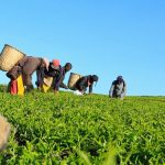 Agricultura Continua Travada Por Baixo Acesso ao Crédito, Irrigação e Mecanização