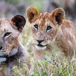 Moçambique Conquista Prémio Internacional de Conservação Após Recuperação de Fauna no Delta do Zambeze