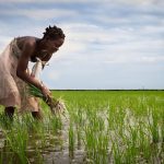 Moçambique Gasta US$ 359 Milhões na Importação de Arroz e Recorre à Índia Para Acelerar Produção Nacional